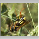 Tenthredo omissa - Blattwespe w06.jpg